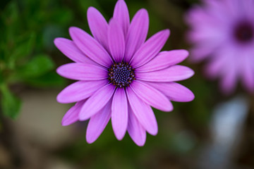 Obraz premium Beautiful flowering bush of Osteospermum violet African daisy flower. The magenta-lilac color petal flower in shallow depth of field. daisybushes or daisies, South African daisy and Cape chamomile