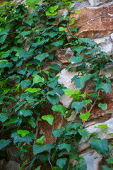 A bunch of green leaves, texture background
on the rocks