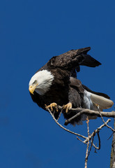 American Bald Eagle Taking Off from tree