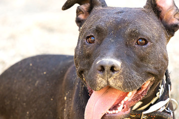 Happy black Pit Bull Terrier portrait
