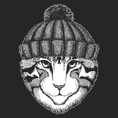 Face of domestic cat. Winter knitted hat. Portrait of animal. Cute kitty, kitten.