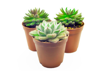 3 Succulent in Brown Pots isolated on White Background