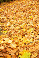 Scene and background of autumn yellow maple leaf Fallen on the ground