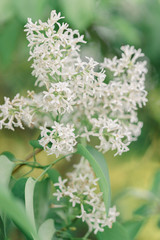 delicate white lilac