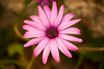 Obraz premium Close up Osteospermum violet African daisy flower. Purple wild flower with focus on pollen with shallow depth of field. dark pink chamomile. Floral backdrop with pink flowers