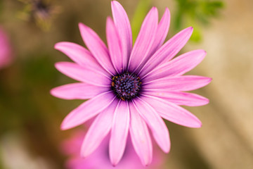Obraz premium Close up Osteospermum violet African daisy flower. Purple wild flower with focus on pollen with shallow depth of field. dark pink chamomile. Floral backdrop with pink flowers