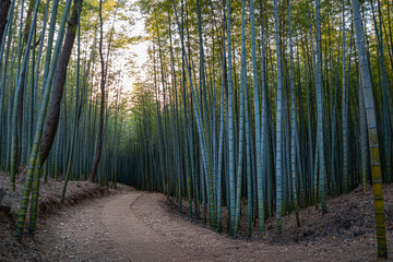 Famous bamboo forest travel and footpath in Busan, South Korea