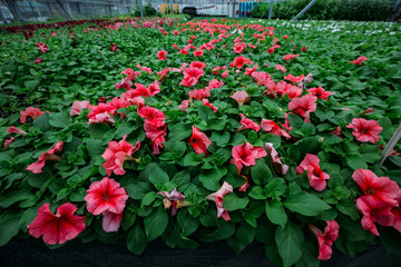 Fototapeta na wymiar Red petunia flowers grown in modern greenhouse, selective focus