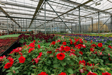 Red petunia flowers grown in modern greenhouse, selective focus