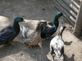Variegated motley ducks walk in the cage under the open sun on a clear day