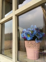 flowers in the window