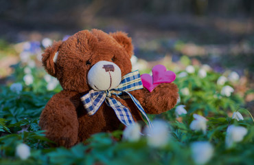 Brown teddy bear is sitting in a clearing in forest. Concept - people, friends, children, lovers, family.