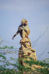 Hamadryas baboon Family on the Road to the Laas Geel rocks, Somaliland