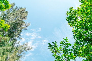 Obraz premium Green foliage background cloudy sky.CR2