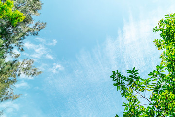 Green foliage background cloudy sky.CR2