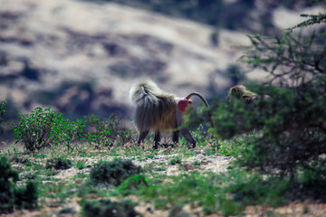 Hamadryas baboon Family on the Road to the Laas Geel rocks, Somaliland