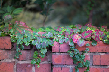 ivy growing on a red brick wall