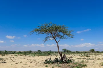 Fotobehang Panoramic View to the Valley Behind of Laas Geel Rocks near Hargeysa, Somaliland  © Dave