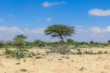 Fototapeta premium Panoramic View to the Valley Behind of Laas Geel Rocks near Hargeysa, Somaliland 