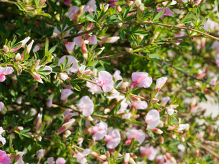 Chamaecytisus purpureus ou Cytisus purpureus | Genêt pourpre ou cytise pourpre aux rameaux vert et lisses, jonciforme, couverts en cascades de fleurs papillonacées roses pourprées