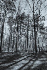 Spring Forest in Northern Europe with Bare Trees