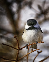 Chickadee hanging around on a branch