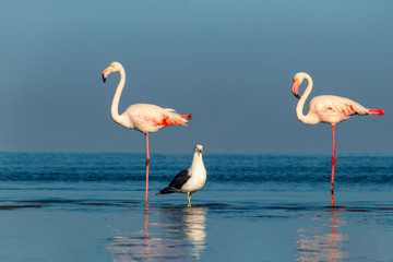 Two large flamingos and one seagull walk on a blue lagoon on a sunny morning