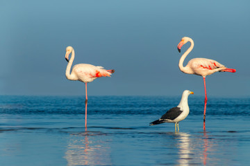 Two large flamingos and one seagull walk on a blue lagoon on a sunny morning