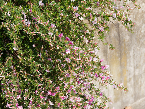 Tapis de fleurs papillonacées en cascades du genêt pourpre ou cytise (Chamaecytisus purpureus)
