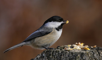 Chickadee with food in mouth