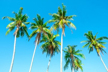 Under view of Coconut tree with beautiful clear blue sky background