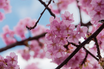 Kawazu cherry blossoms in February