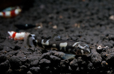 One type of algae eater fish look for food in aquatic soil in fresh water aquarium tank with dwarf shrimp as background.