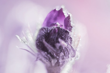 Snowdrop with drops of rain in the forest
