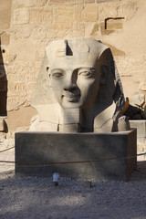 
Temple of Luxor in Egypt - obrazy, fototapety, plakaty
