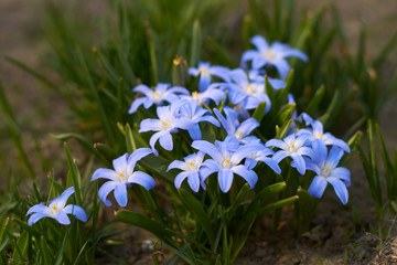 blue and white spring flowers