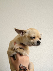 Mini chihuahua dog sitting like Yoda, funny pet