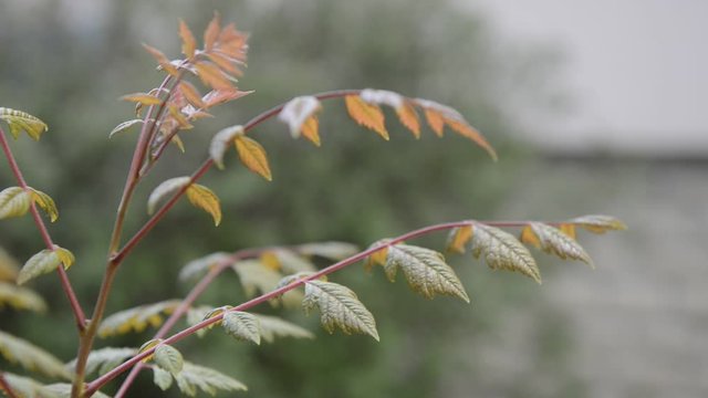 Jeunes feuilles d'arbuste bougeant dans le vent