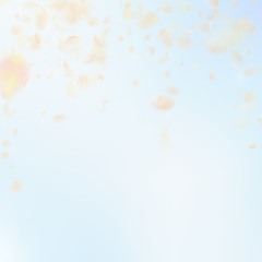 Yellow orange flower petals falling down. Artistic