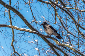 Black Headed Crow in A Tree with Snow on a Sunny Day