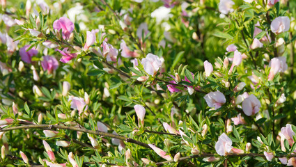 Fototapeta premium Tapis de fleurs papillonacées en cascades du genêt pourpre ou cytise (Chamaecytisus purpureus) 