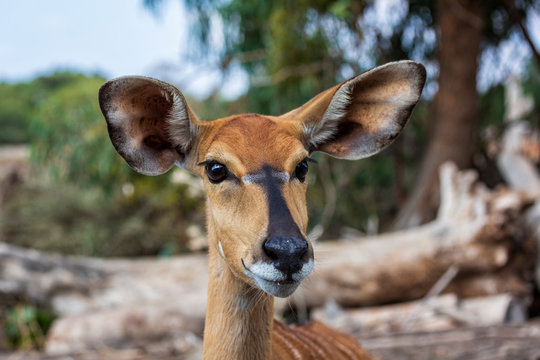 Portrait of a beautiful, young antelope with big ears