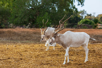 Three beautiful antelopes with huge twisted horns