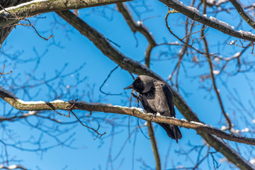 Black Headed Crow in A Tree with Snow on a Sunny Day
