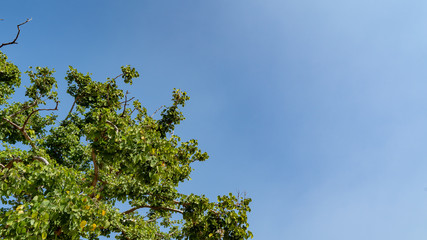 Top of tree with gree leaves / foliage set in corner of the shot with copy space