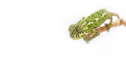 chameleon © Anna