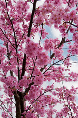 Kawazu cherry blossoms in February