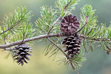 Fototapeta premium Pinecones 