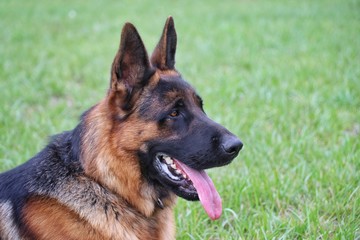 dog German shepherd portrait side view