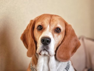 sad beagle dog portrait straight